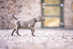 Weimaraner Puppy