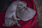 2 Weimaraner