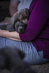 2 Weimaraner