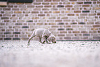 Weimaraner Puppy