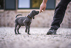 Weimaraner Puppy