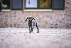 Weimaraner Puppy