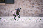 Weimaraner Puppy