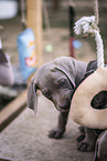 Weimaraner Puppy