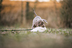 Weimaraner Puppy