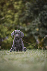 Weimaraner Puppy