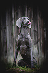 adult Weimaraner