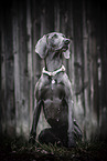 adult Weimaraner