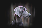 adult Weimaraner