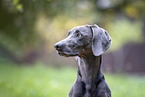 adult Weimaraner