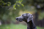 adult Weimaraner