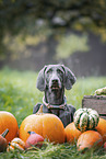 adult Weimaraner