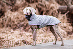 male Weimaraner