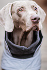 male Weimaraner