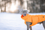 male Weimaraner