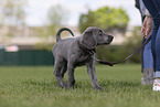 Weimaraner Puppy
