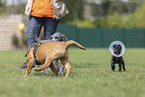 Puppies