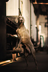 male Weimaraner