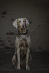 Weimaraner
