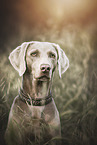 Weimaraner