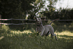 Weimaraner