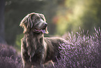 longhaired Weimaraner