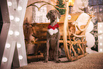 female Weimaraner