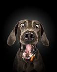 Weimaraner