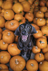 Weimaraner