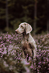 Weimaraner