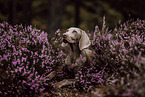 Weimaraner