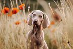 Weimaraner