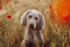 Weimaraner