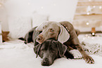 dogs
