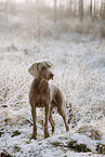 male Weimaraner