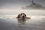 longhaired Weimaraner