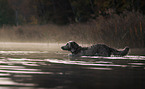 longhaired Weimaraner