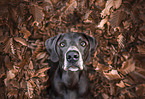 Weimaraner
