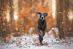 Weimaraner