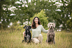 Weimaraner