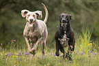 Weimaraner
