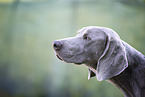 Weimaraner