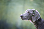 Weimaraner