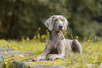 Weimaraner
