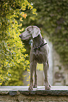 Weimaraner