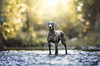 Weimaraner