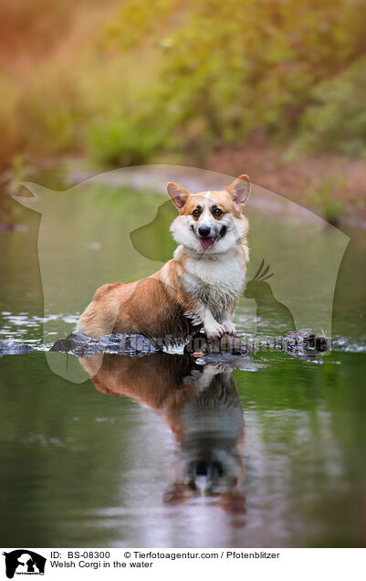 Welsh Corgi in the water / BS-08300