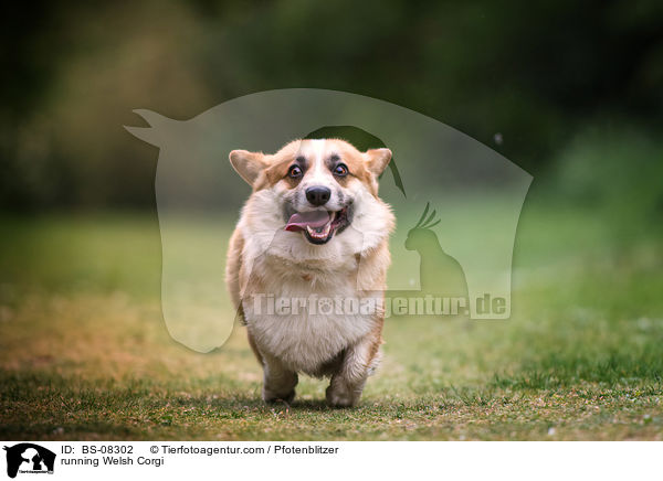 rennender Welsh Corgi / running Welsh Corgi / BS-08302