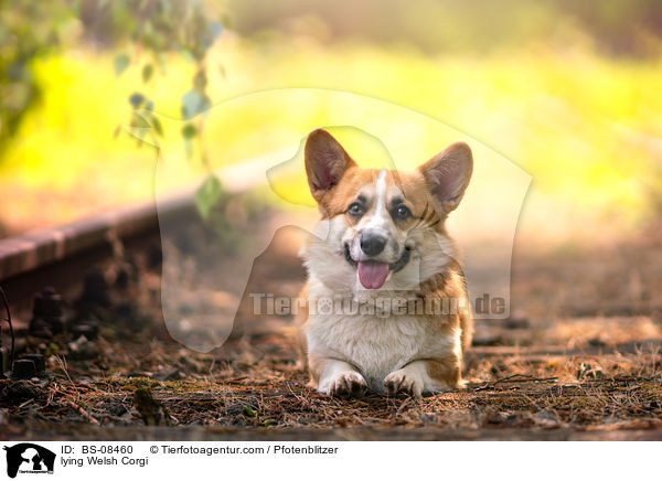 liegender Welsh Corgi / lying Welsh Corgi / BS-08460
