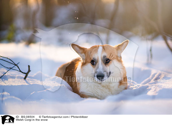 Welsh Corgi im Schnee / Welsh Corgi in the snow / BS-08504